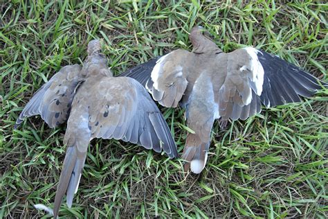 when is dove season in alabama 2024