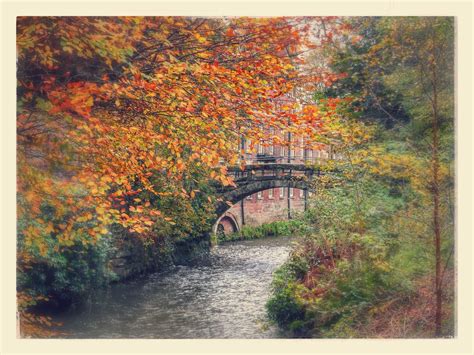 tree throughs dawestourss blog