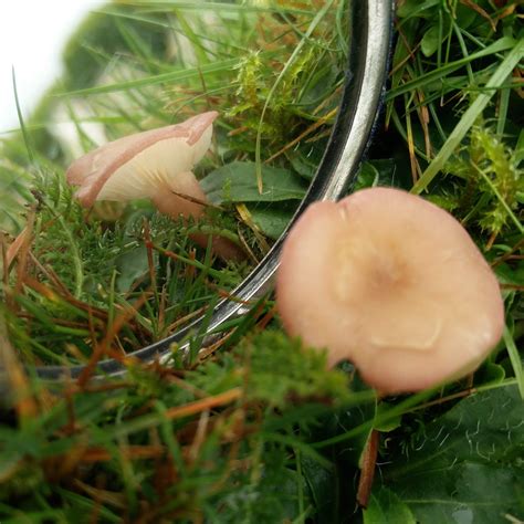 Misidentifying Fungi September 2019