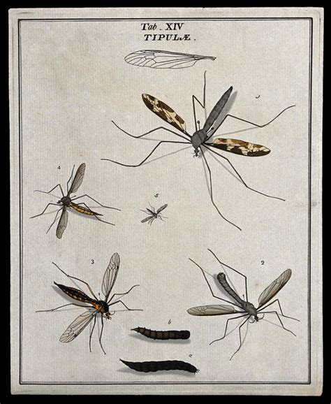 Five Crane Flies Tipulidae Species Adults And Larva Coloured