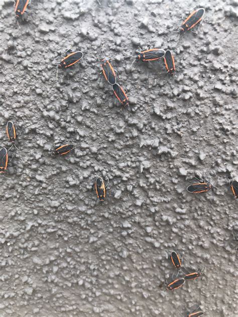 What is this? I have thousands in my yard : r/Tucson