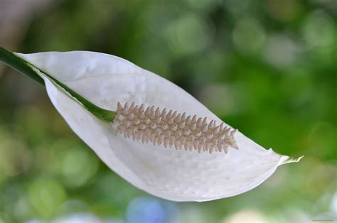 Обои Цветы Спатифиллум, обои для рабочего стола, фотографии цветы ...