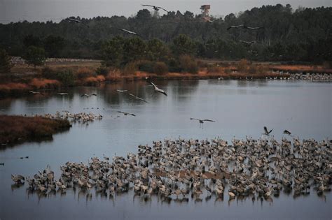 En quête de demain Landes Arjuzanx de la mine de lignite au paradis