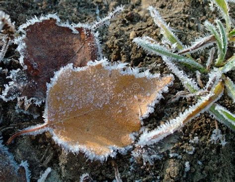 Autumn Leaves With Morning Frost Stock Image Image Of November Hoar