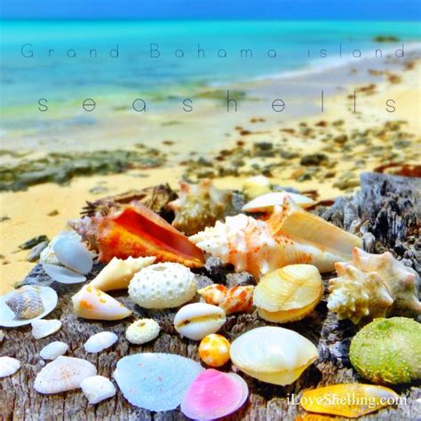 17 Best Images About Beaches To Find Shells On Pinterest Conch Shells