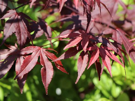 Roter Fächerahorn Atropurpureum Acer palmatum Atropurpureum