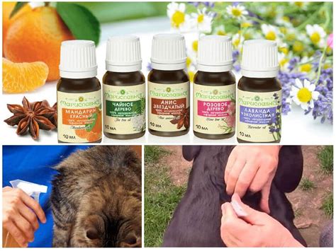 Эфирные масла от блох в квартире