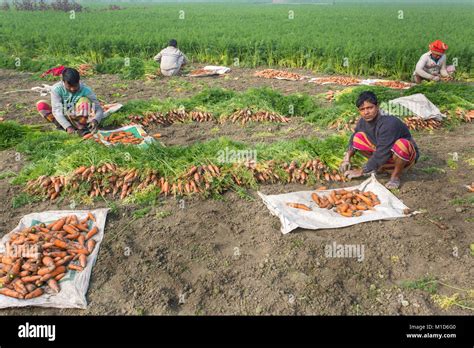 bangladeshi farmers harvest carrot   field    dhaka