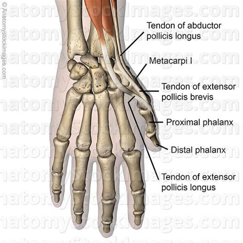 hand-thumb-muscles-dorsal-tendons-musculus-abductor-pollicis-longus ...