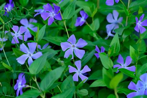 Top Plantes Couvre Sol Persistantes Pour Un Jardin Magnifique Ouistock