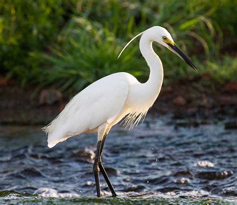 Little Egret | Small Egret | Egretta Garzetta - Profile | Facts - BirdBaron