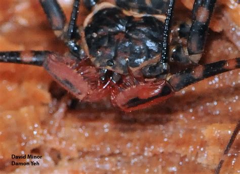 Whips In Xibalba Whip Spiders Amblypygi — Bug Of The Week