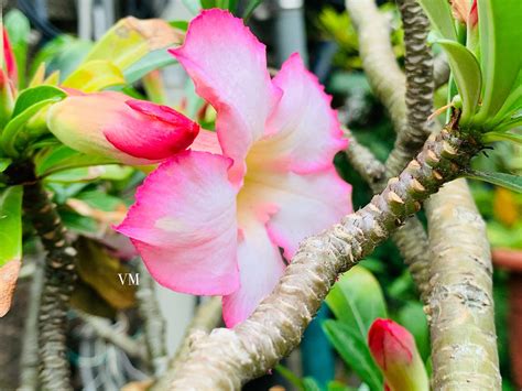 Адениум тучный (95 фото) - фото - картинки и рисунки: скачать бесплатно