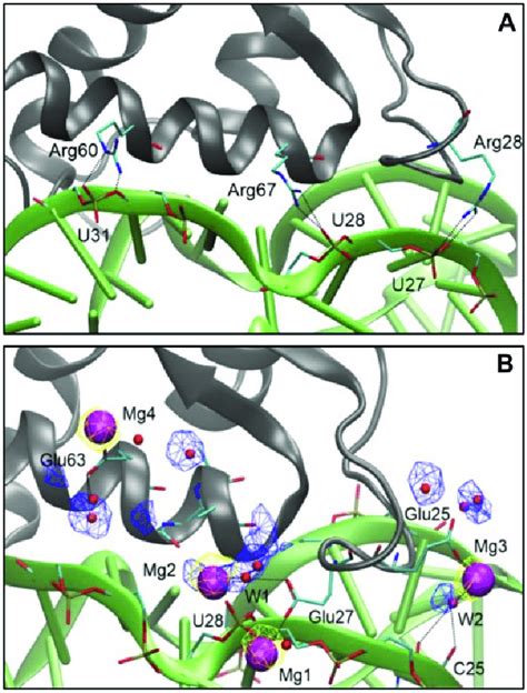 Molecular Details Of RNA Protein Interaction Representative Snapshots