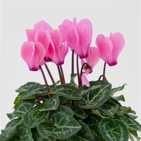 cyclamen flower 4