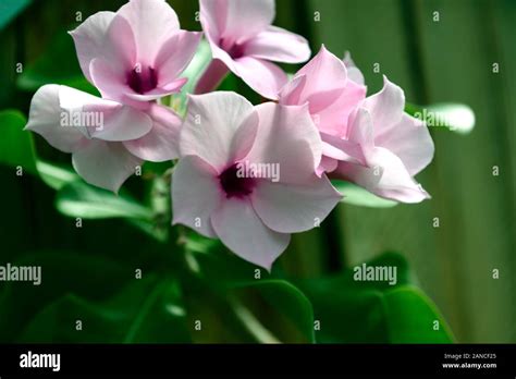 Adenium Boehmianum The Bushman Poisonpoisonous Succulentsucculents