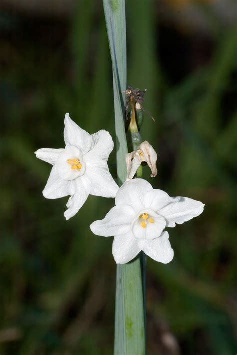 Narcissus papyraceus • New Zealand Plant Conservation Network