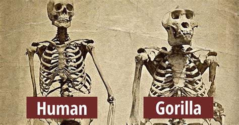 mind boggling similarities  humans  animals