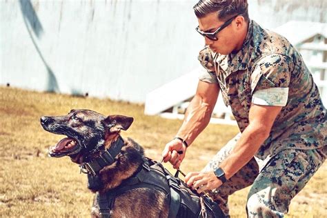 Retired military dogs reunite with their former Marine Corps handlers