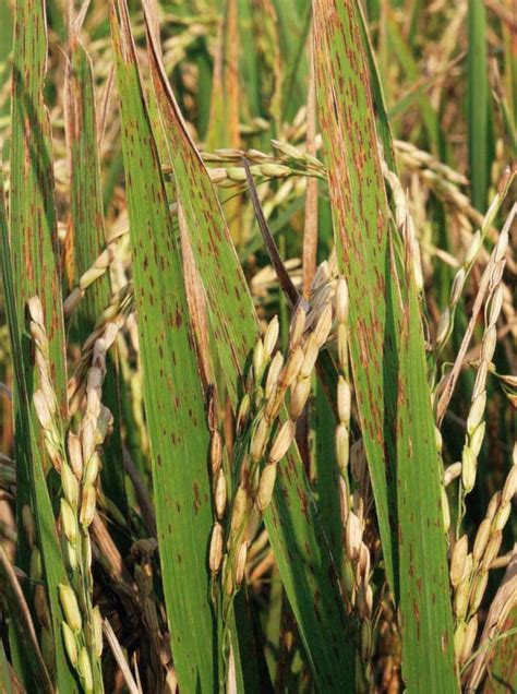 Narrow Brown Spot Irri Rice Knowledge Bank