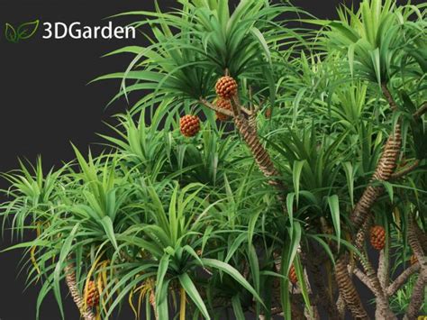 Pandanus Tectorius Screw Pine 3d Model 3dgardenplants