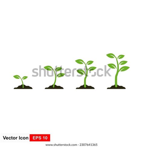 Plant Growth Stages Vector Illustration Stock Vector (Royalty Free ...