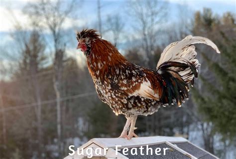 Tolbunt Polish Chicken - Sugar Feather Farm