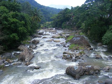 Rivers,water,flowing,flora,trees - free image from needpix.com