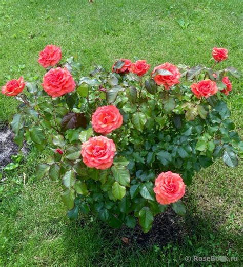 Роза Таттон Фото И Описание – Telegraph