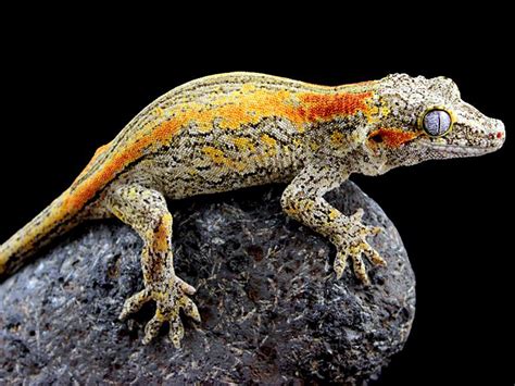 Gargoyle Gecko Breed Information | Care, Cost | UK Pets