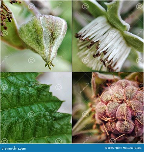 Raspberry Ripening Stages. the Birth of Raspberry Stock Photo - Image