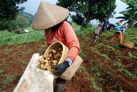 Juta Impor Produk Hortikultura Tertahan Importir Rugi Rp