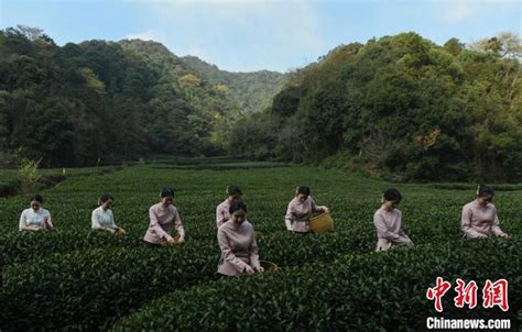 西湖龙井开茶典礼在杭举办 首批西湖龙井春茶即将面市