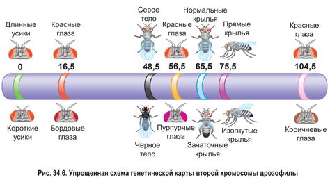 § 34. Хромосомная теория наследственности: Генетические карты
