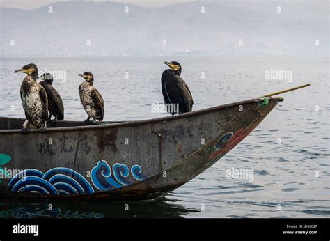 Asia, China, Dali, Erhai Lake, cormorant fishing Stock Photo - Alamy