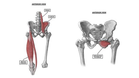 Anterior Hip Muscles