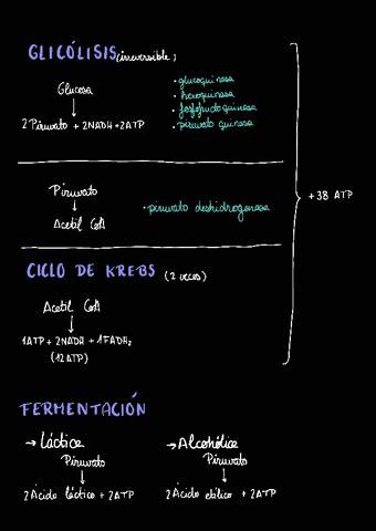 Resumen Metabolismo Carbohidratos Pdf