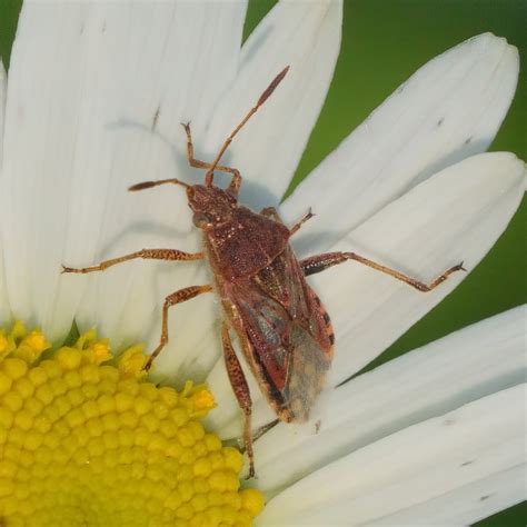 R F Insecta Heteroptera Rhopalidae Stictopleurus