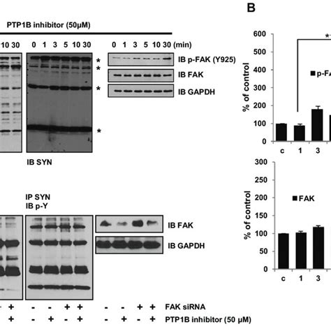 Regulation In Phosphorylation Of A Syn By Fak Ptp B A To Know The