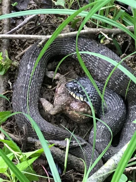 Plain Bellied Watersnake From Bootys Crossing Rd Georgetown TX 78633