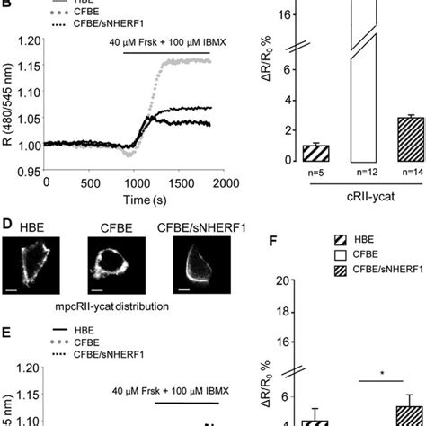 FRET Analysis Of CAMP Distribution In HBE CFBE And CFBE SNHERF1 Cells