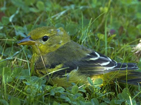 Top 28 Backyard Birds in Ohio (Free Picture ID Printable) - Bird Advisors