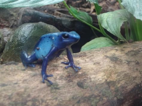 poison dart frog by MaggieSlade on DeviantArt
