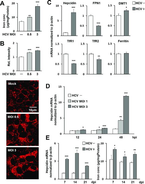 Induction Of Hepcidin Gene Expression And Intracellular Iron