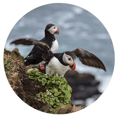 Puffin Watching Tours from Reykjavík harbour. Bird watching boat tours