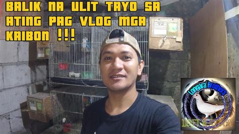 Balik Vlog Ulit Tayo Mga Kaibon Africanlovebirds Hobby Birds