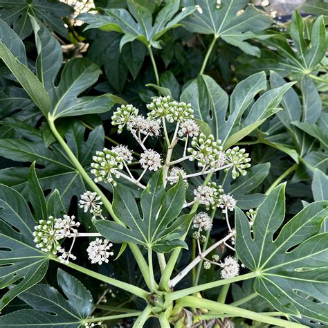 Fatsia japonica | Piedmont Carolina Nursery