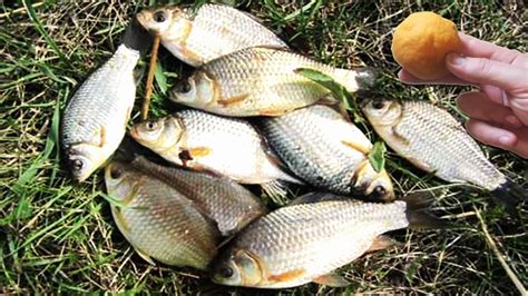 Насадка для рыбалки на Карася, Плотву, Карпа. - YouTube