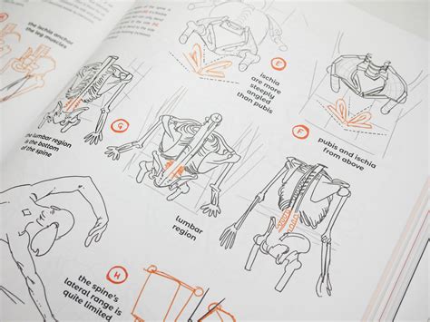 Fox Anatomy For Artists
