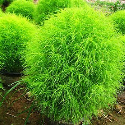 Kochia Scoparia Grass Kochia Scoparia Is An Attractive Ornamental